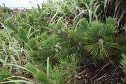 Image of Japanese Black Pine