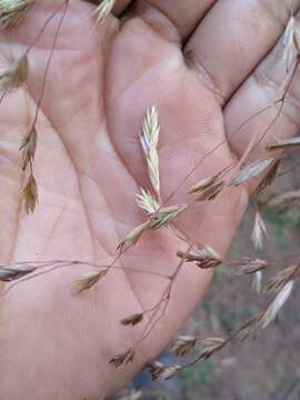 Imagem de Festuca amplissima Rupr. ex Galeotti