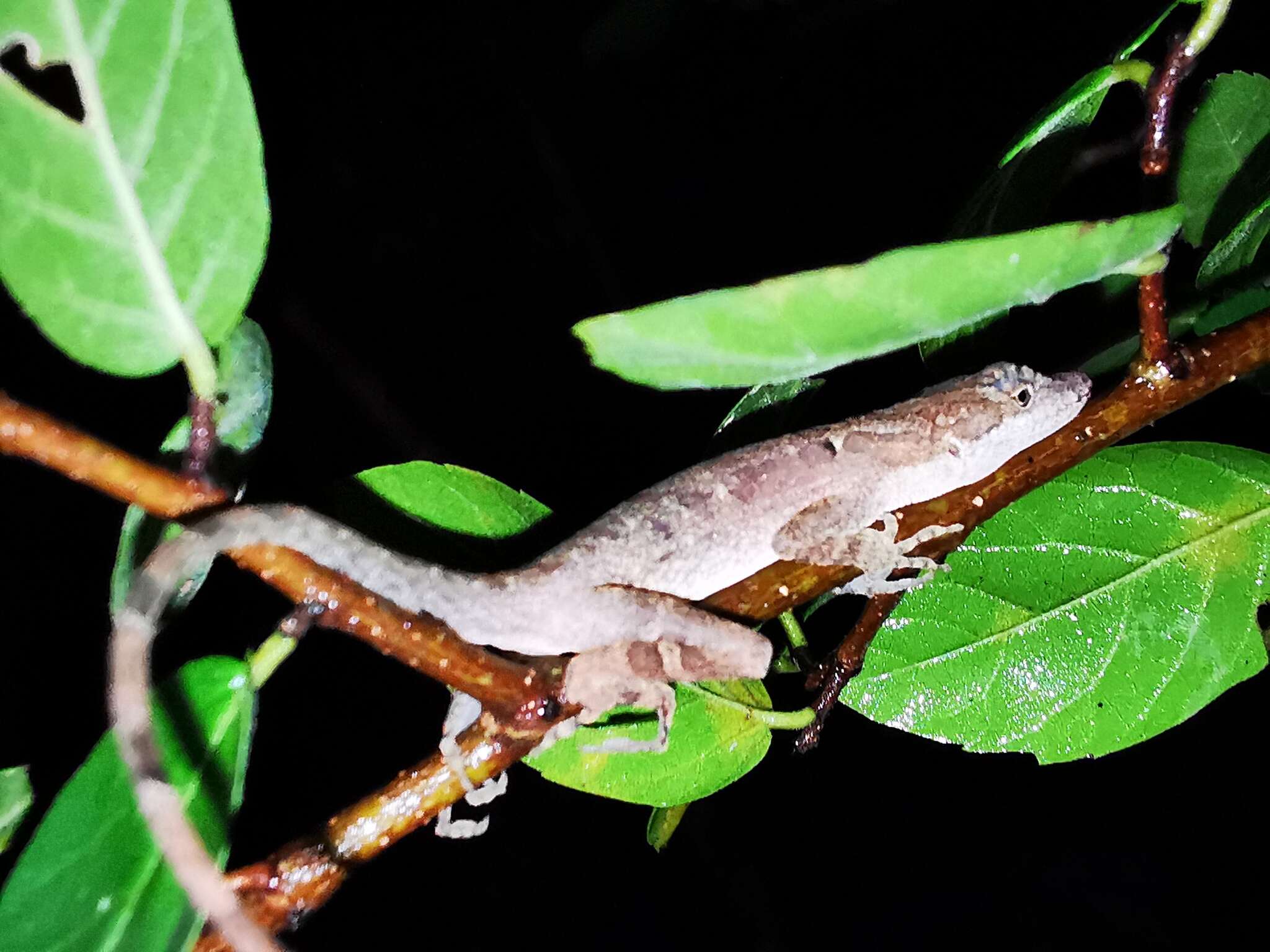 Imagem de Anolis rodriguezii Bocourt 1873