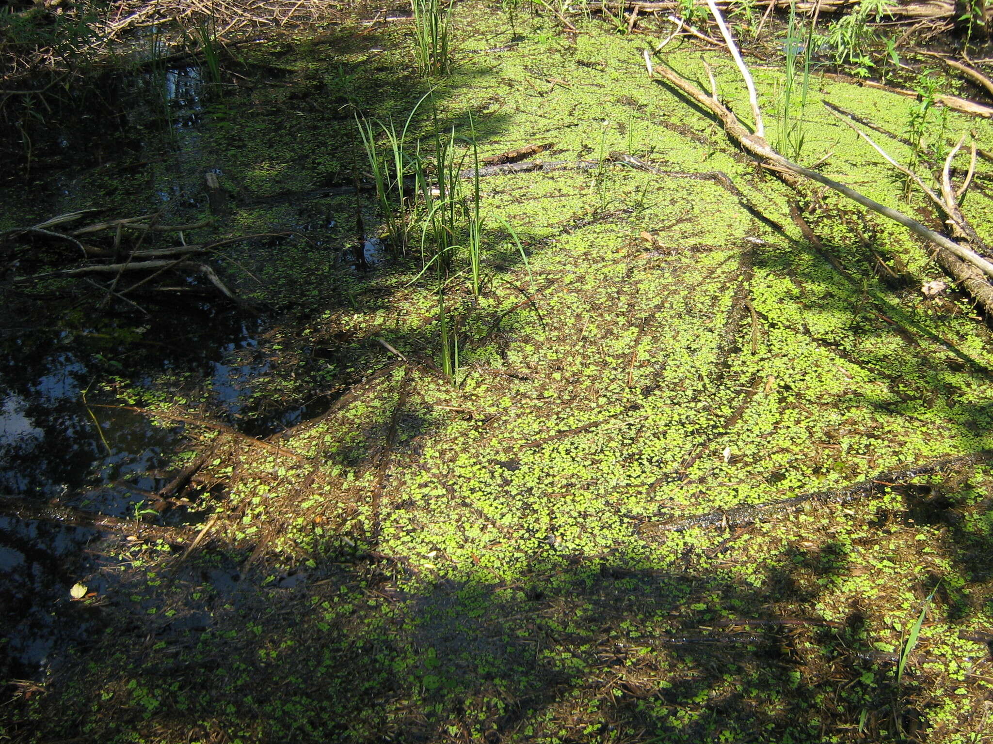 Image of floating watermoss