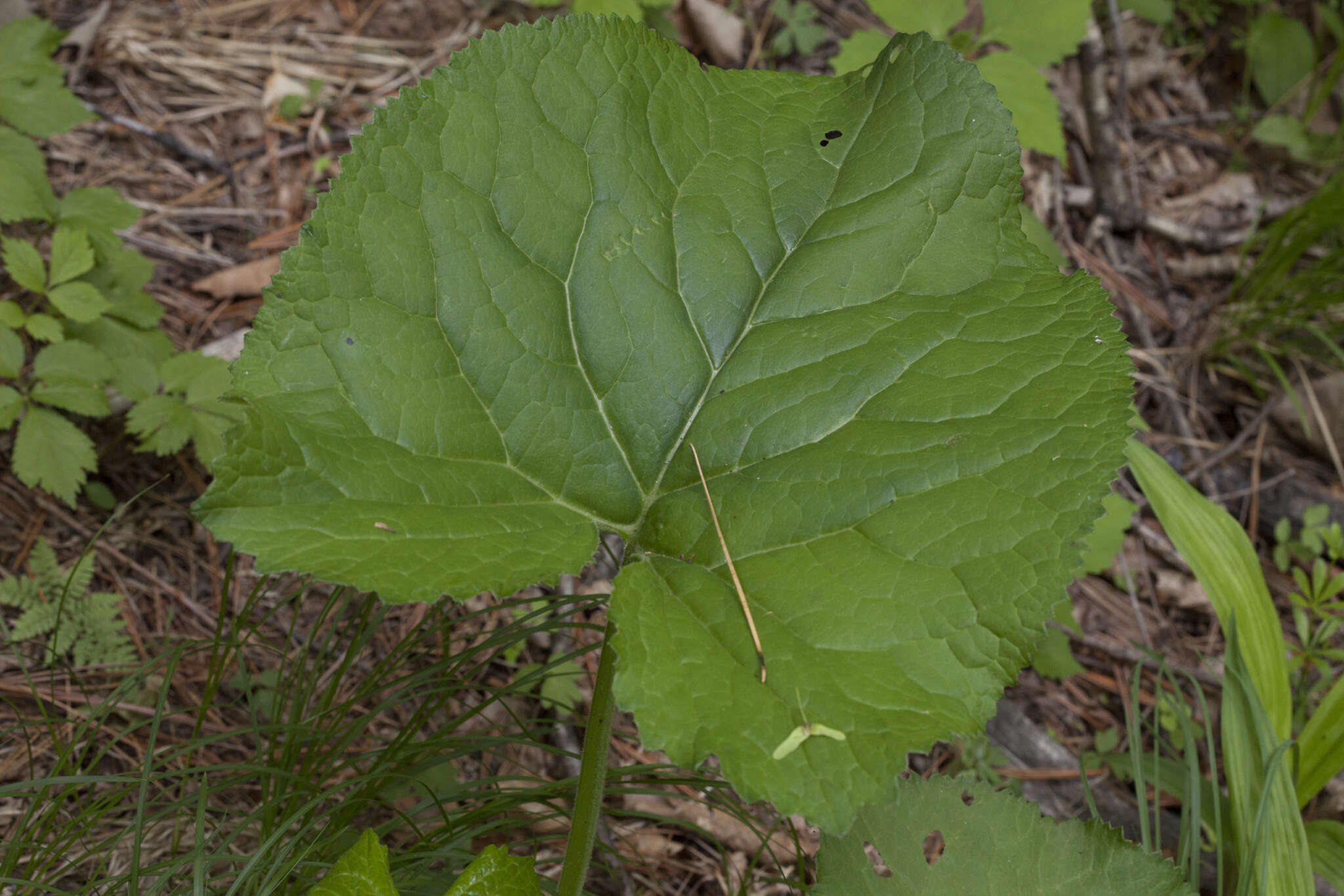 Image of Ligularia sachalinensis Nakai