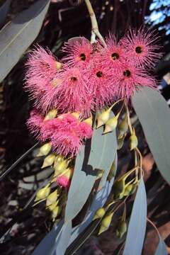 Imagem de Eucalyptus sideroxylon subsp. sideroxylon