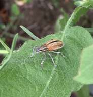 Image of Naupactus verecundus Hustache 1947