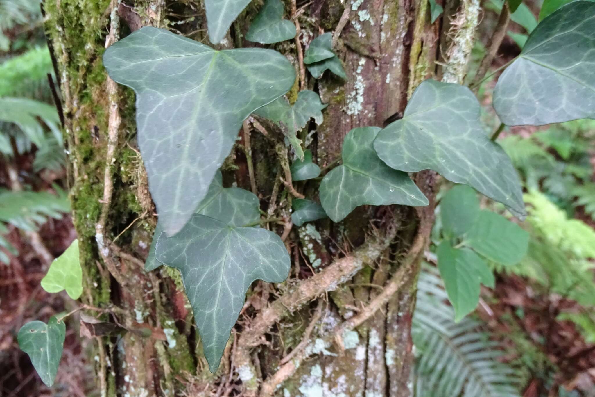 Image of Hedera rhombea (Miq.) Paul