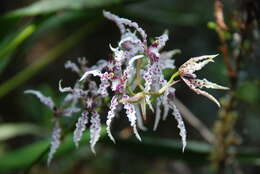 Plancia ëd Cyrtochilum ramosissimum (Lindl.) Dalström