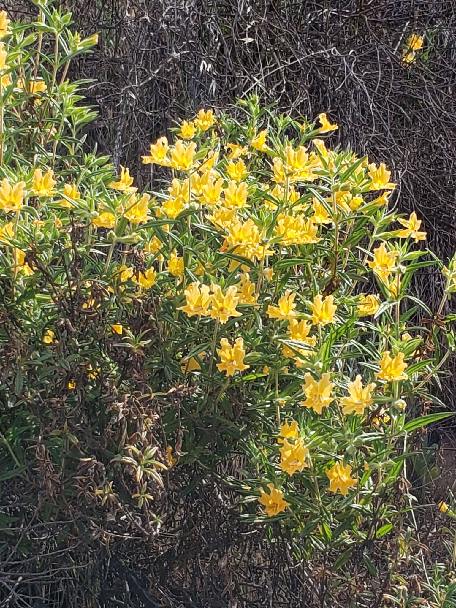 Image of southern bush monkeyflower