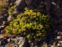 Image of Bethencourtia palmensis (Nees) Choisy