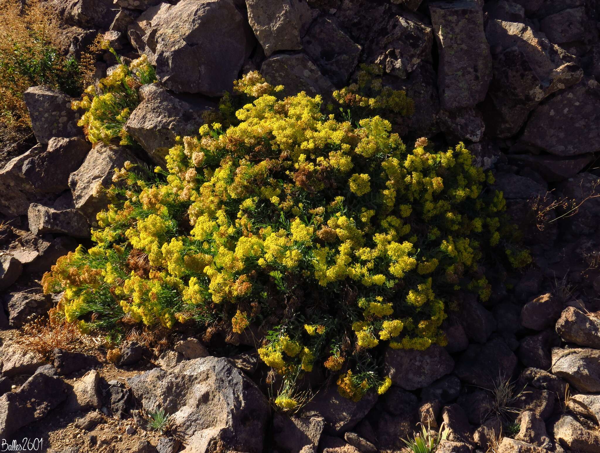 Plancia ëd Bethencourtia palmensis (Nees) Choisy