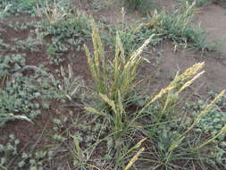 Image of Poa ligularis Nees ex Steud.