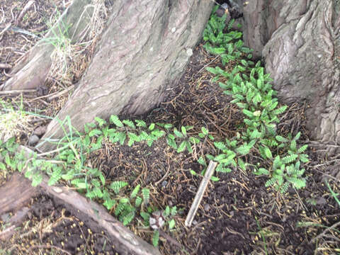 Image of Leptinella squalida Hook. fil.