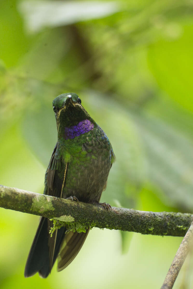 Image of Black-throated Brilliant