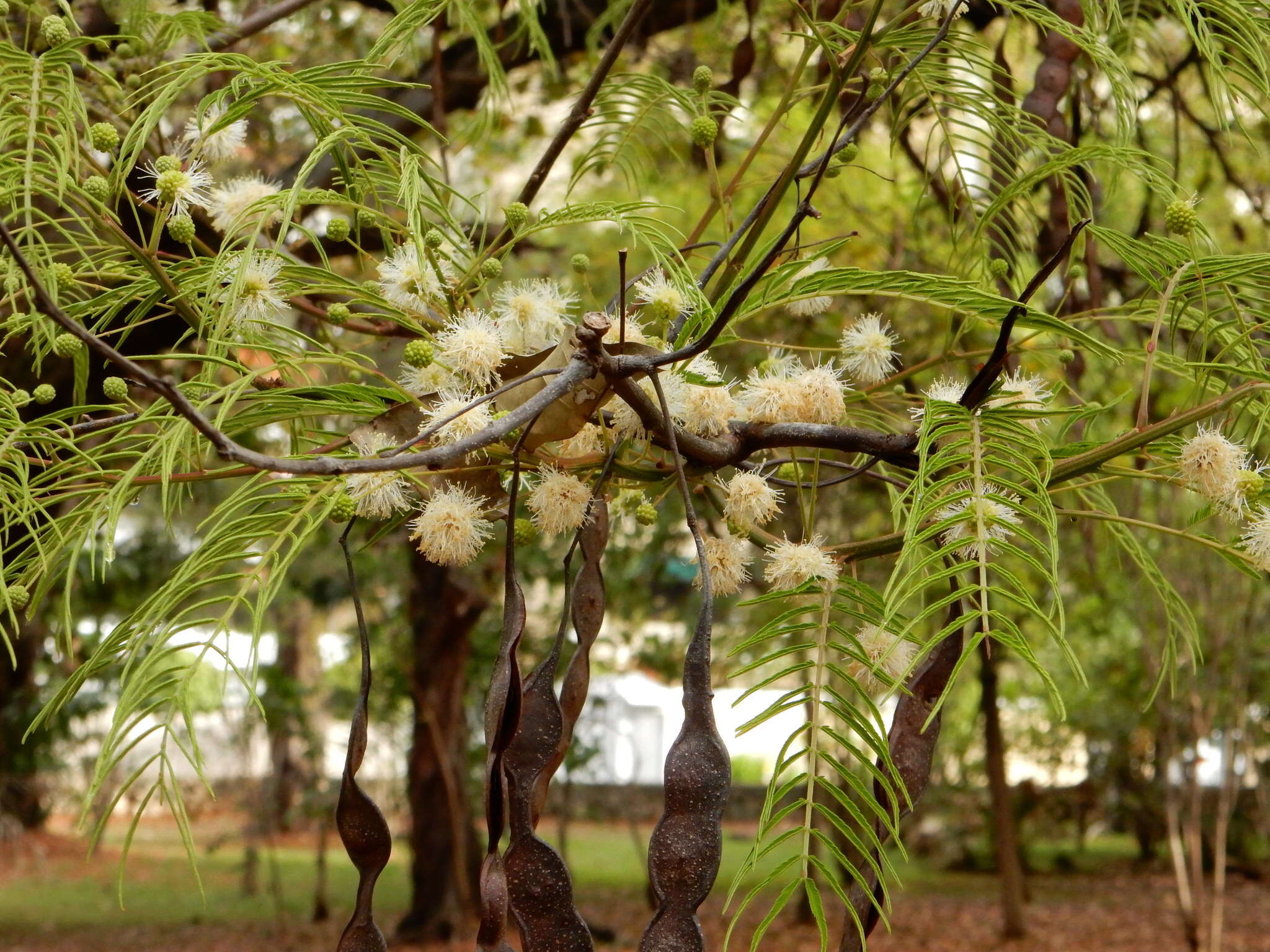 Слика од Anadenanthera peregrina (L.) Speg.