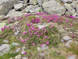 صورة Rhododendron myrtifolium Schott & Kotschy