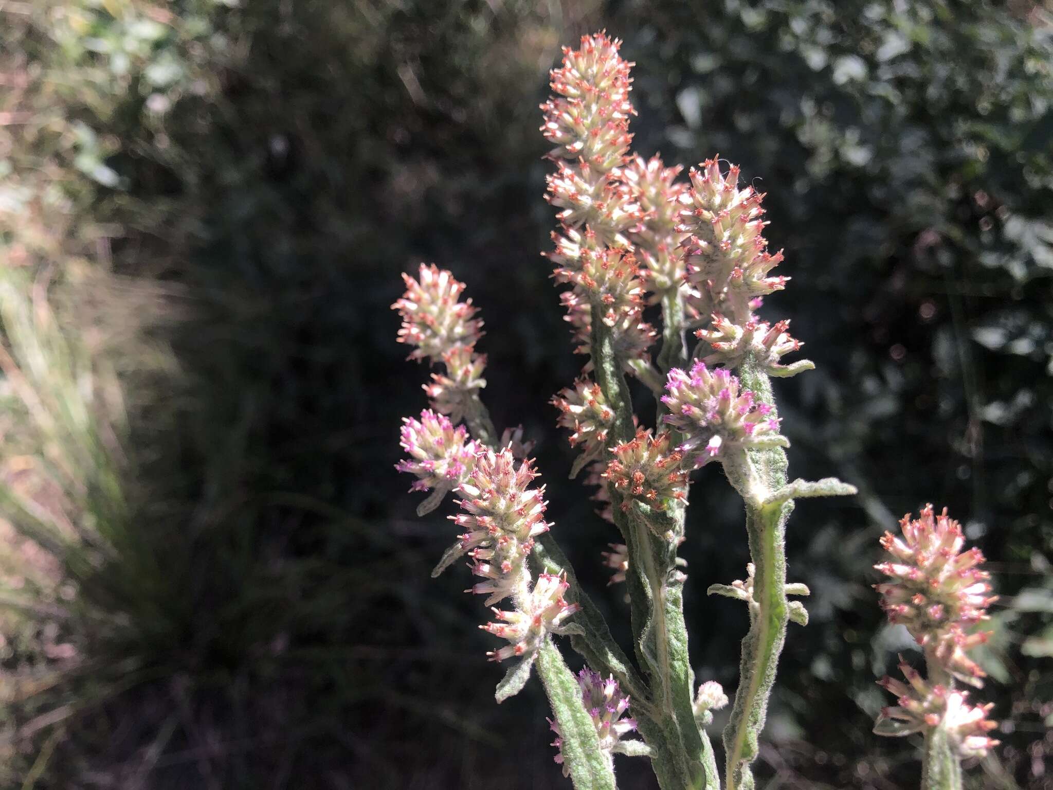 Plancia ëd Pterocaulon redolens