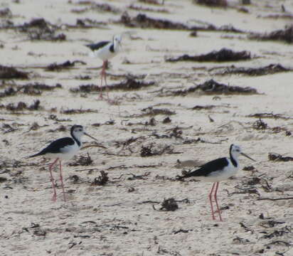 Image of Pied Stilt