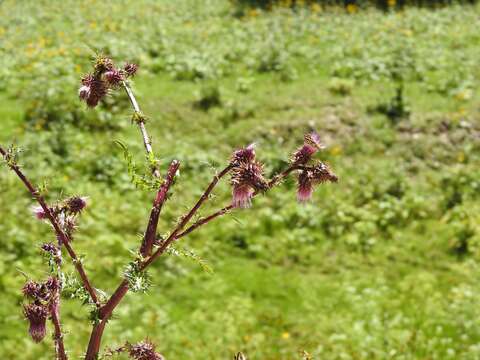 Image of Sacramento Mountain thistle