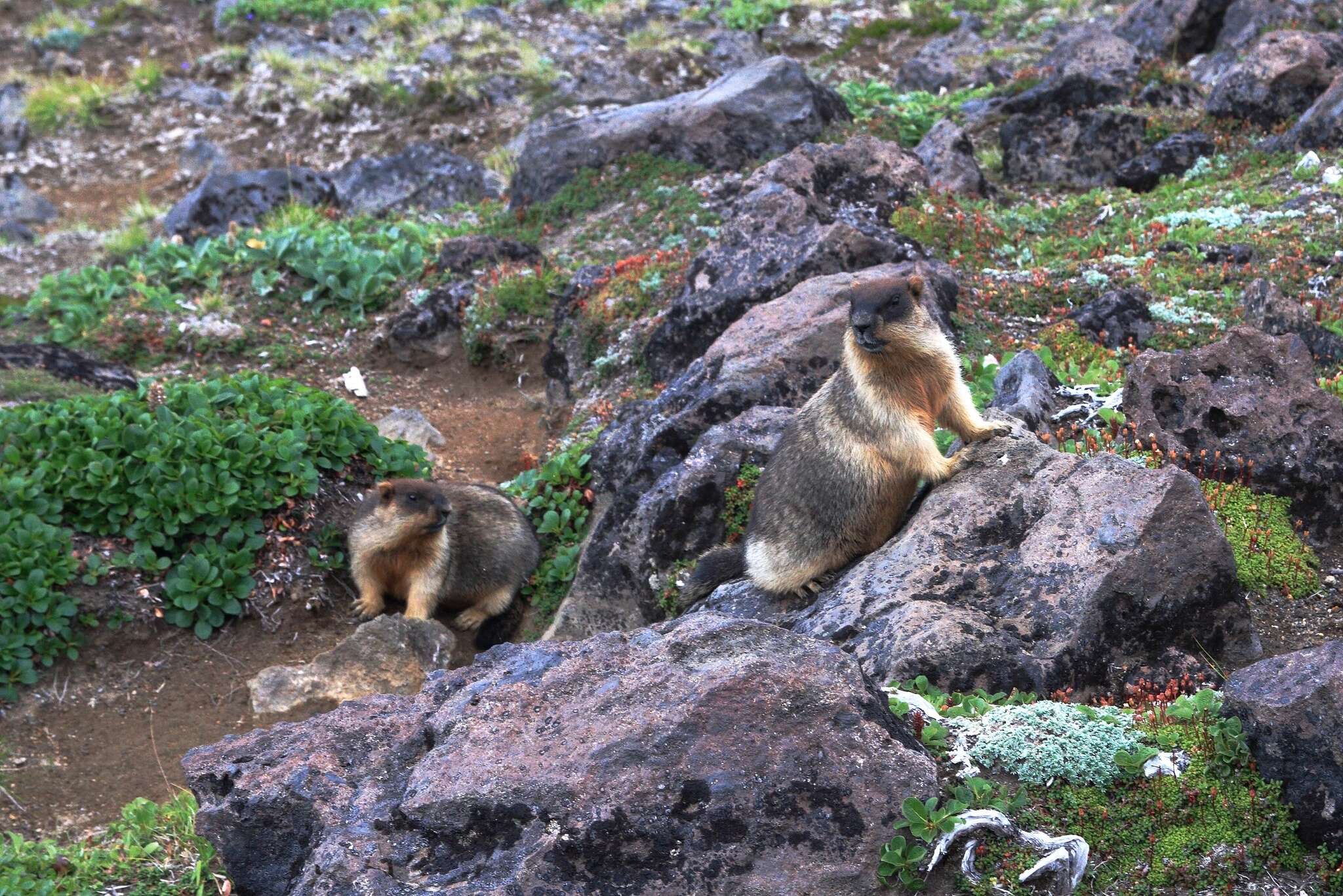 Image of Black-capped Marmot