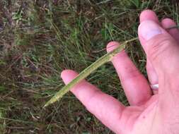 Image of toothache grass