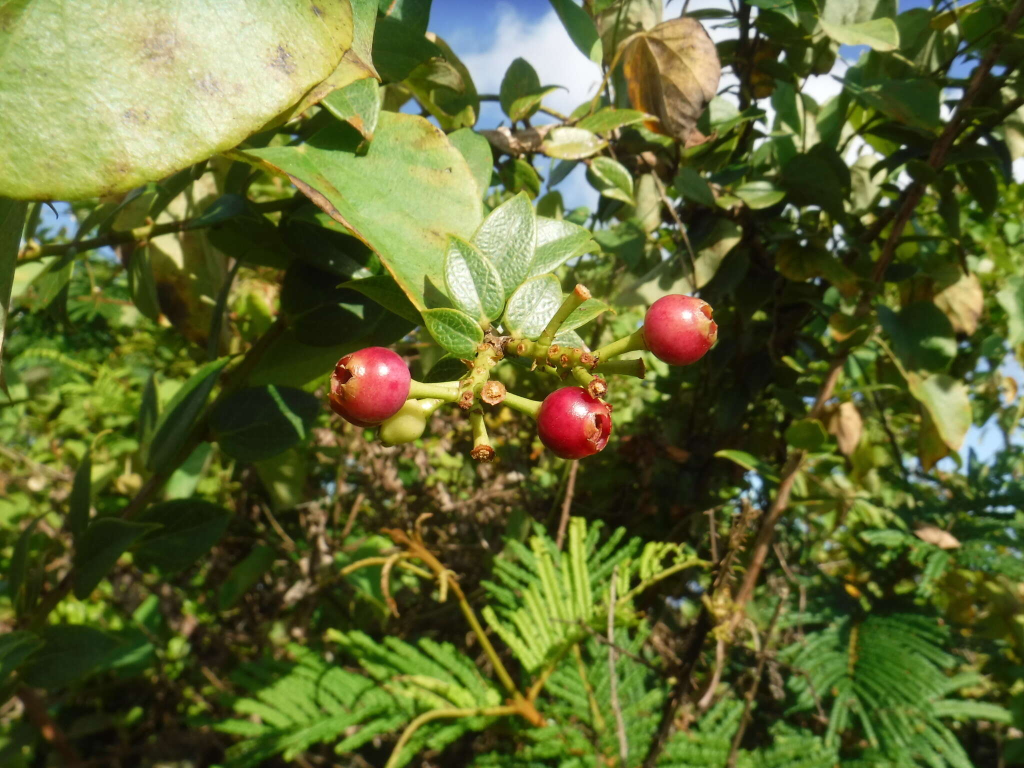 Symphysia racemosa (Vahl) Stearn resmi