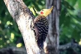 Image of Blond-crested Woodpecker