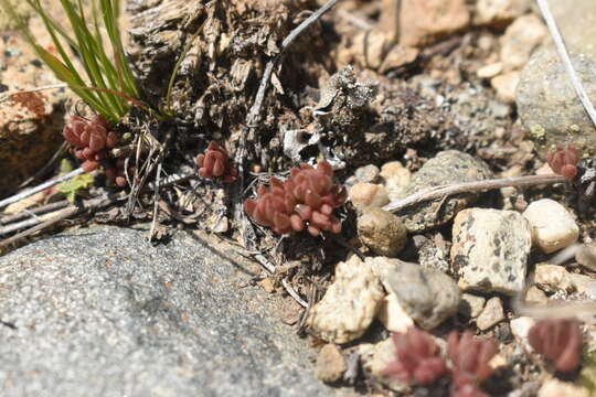 Image of spearleaf stonecrop