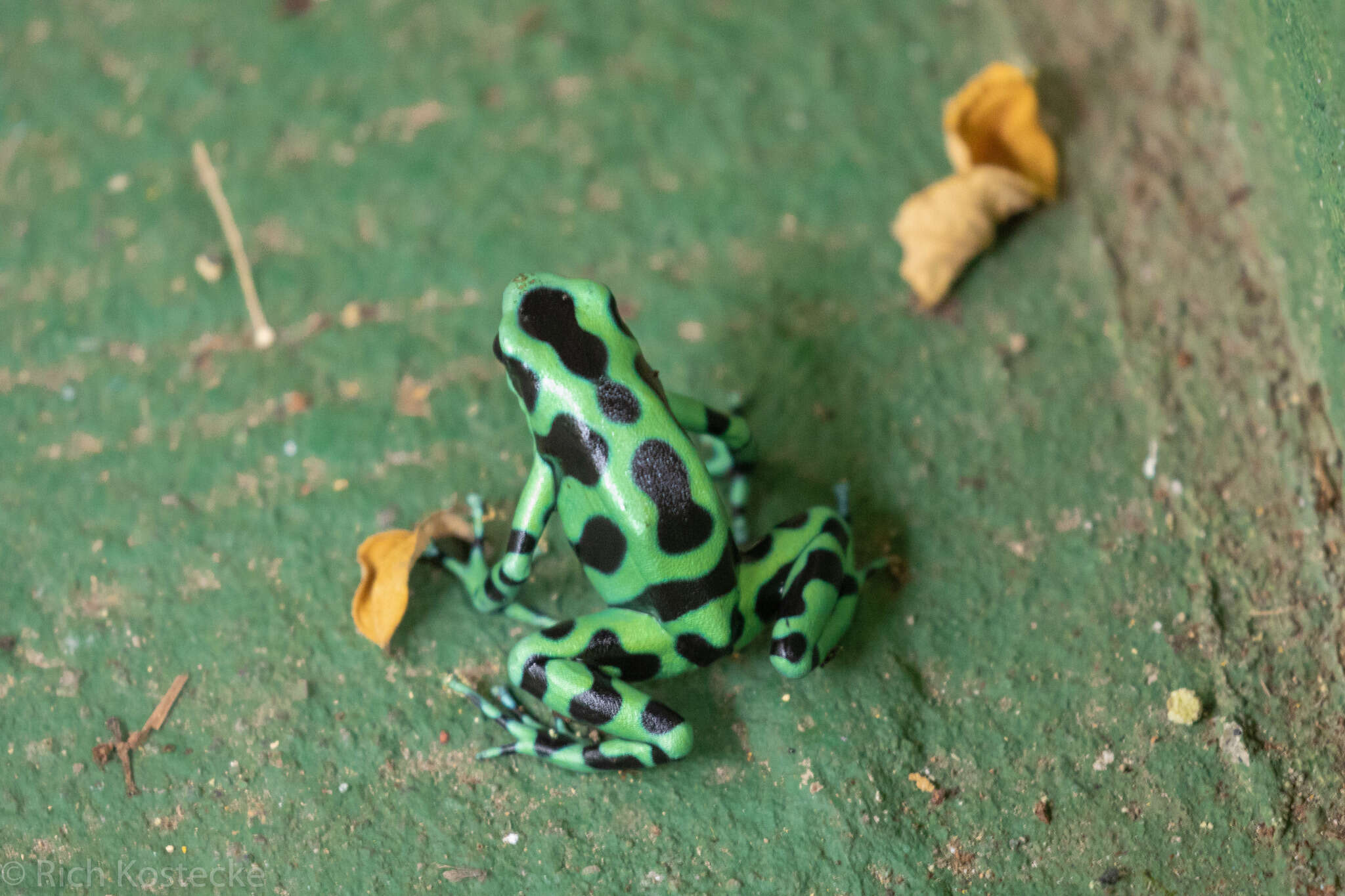 Image of Gold Arrow-poison Frog