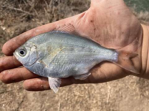 Image of Silver surfperch