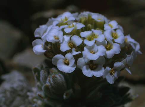 Image of Menonvillea rigida Rollins