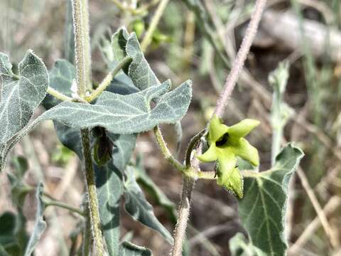 Image of Texas milkvine