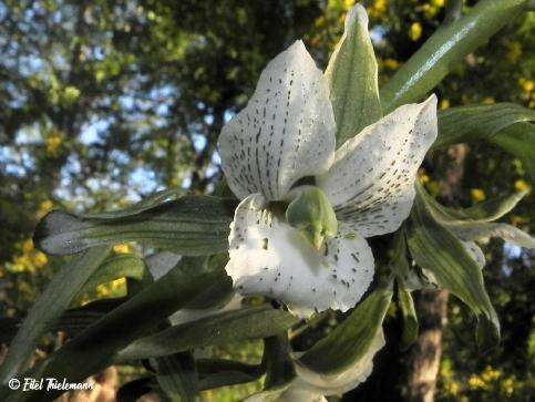 Image of Chloraea galeata Lindl.