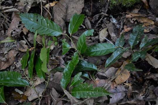 Image of Prunus lundelliana Standl.