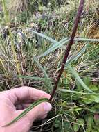 Image of <i>Saussurea <i>angustifolia</i></i> var. angustifolia