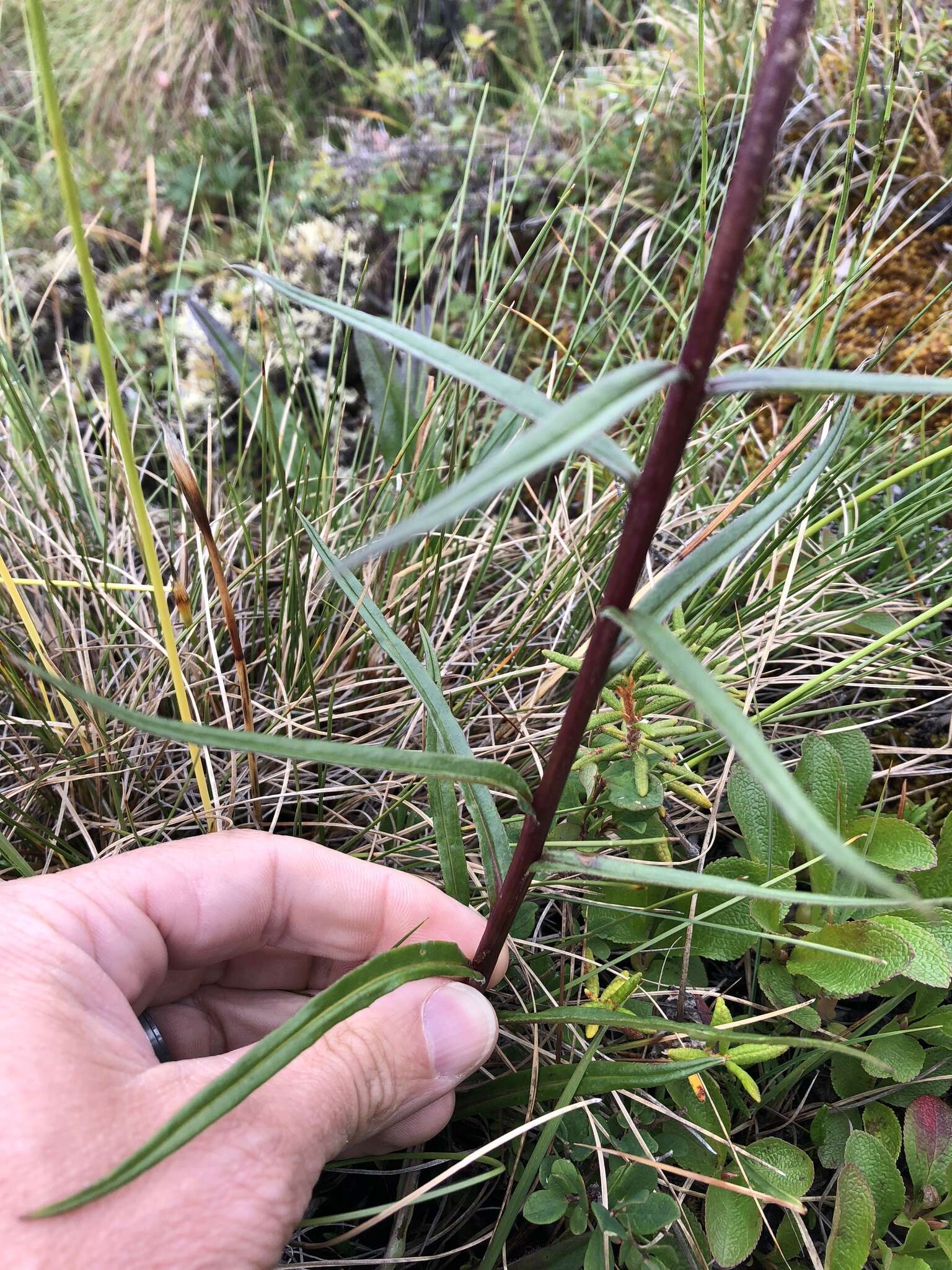 Sivun <i>Saussurea <i>angustifolia</i></i> var. angustifolia kuva