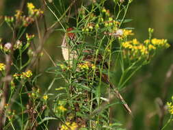 Image of Sphenoeacus afer natalensis Shelley 1882