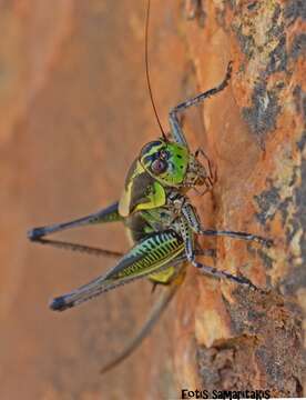 Image of Eupholidoptera giuliae Massa 1999