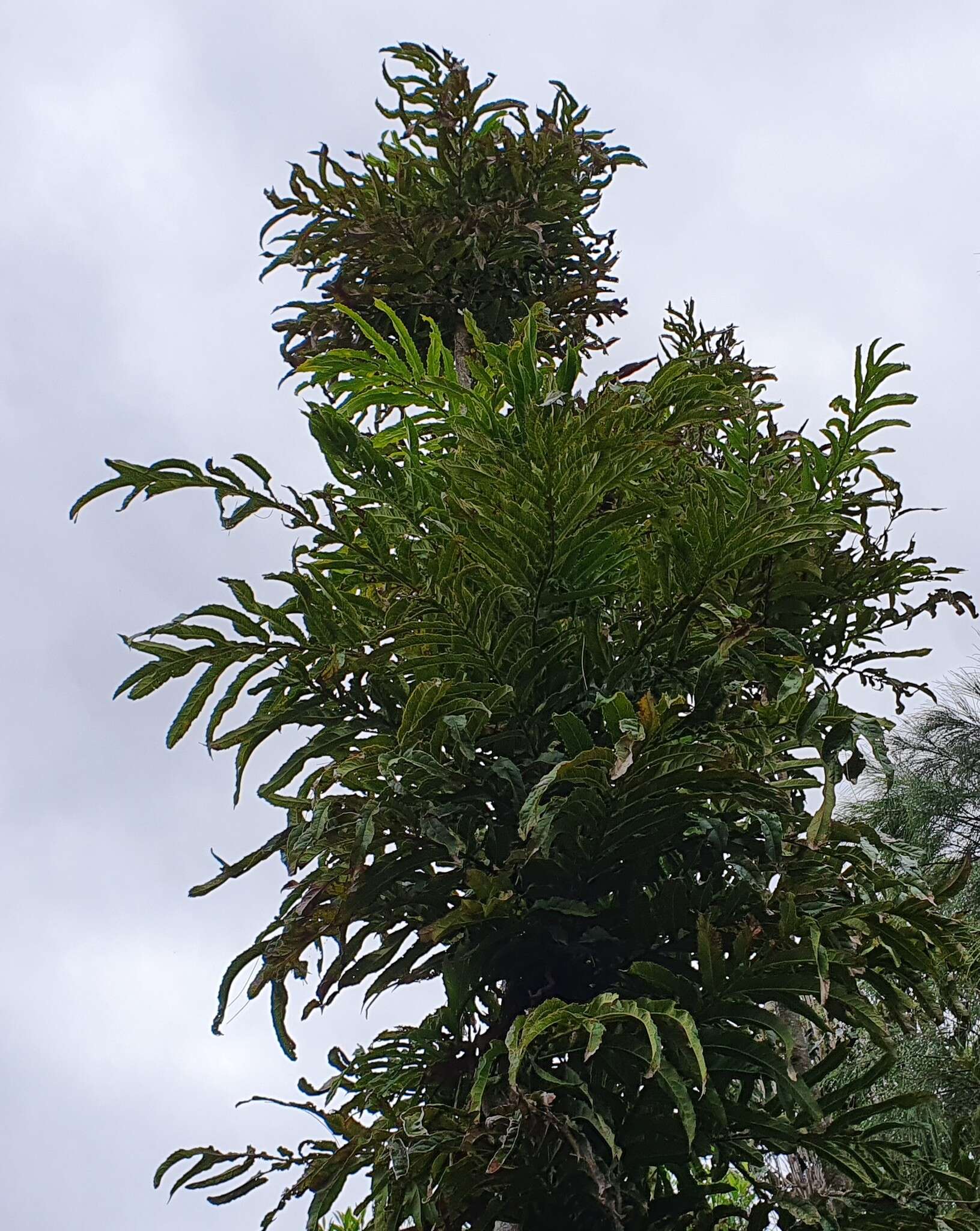 Image of Hicksbeachia pinnatifolia F. Müll.