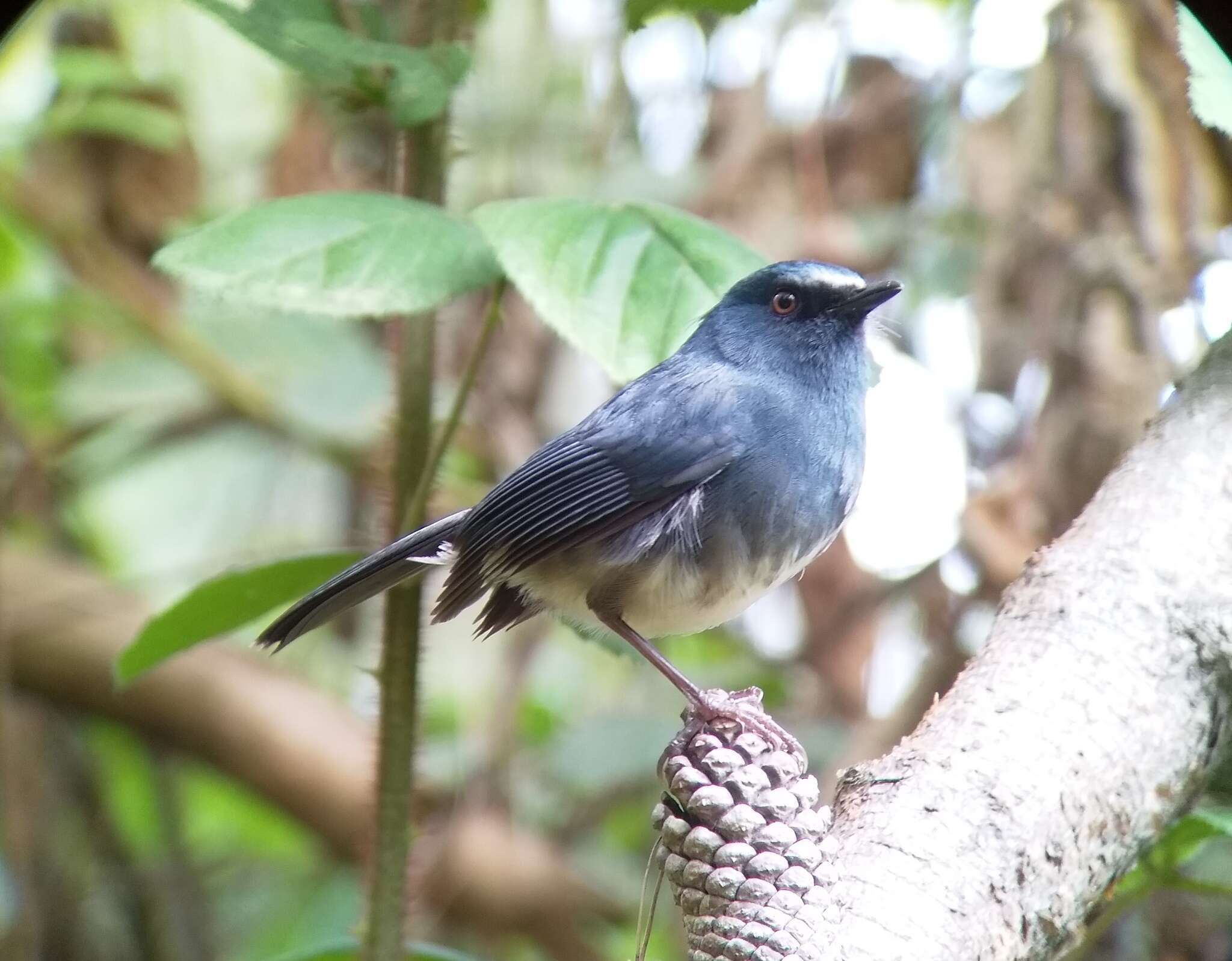 Image of White-bellied Blue Robin