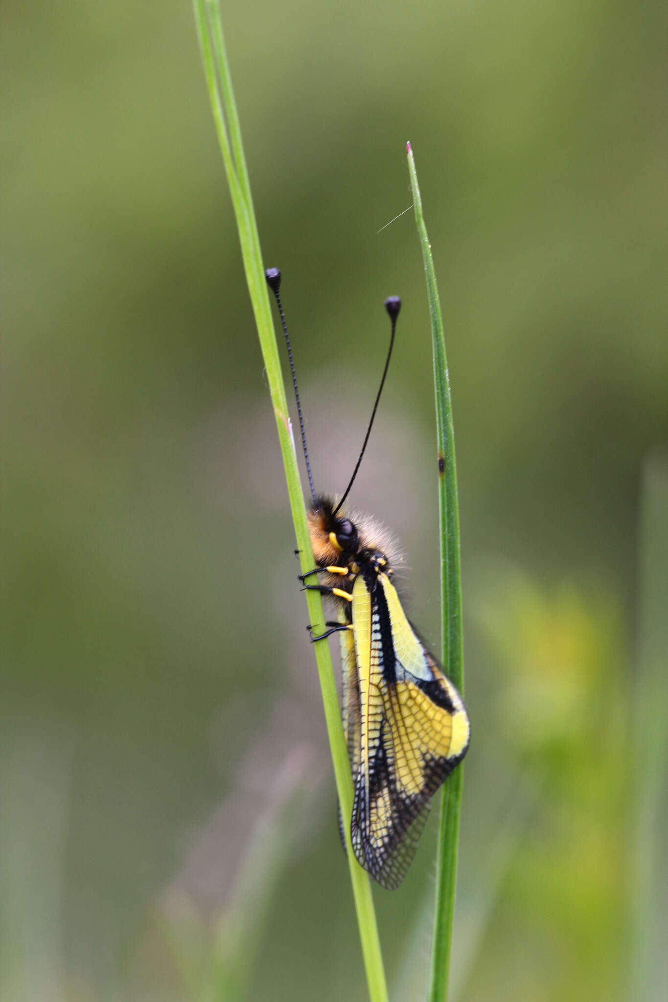 Image of Owly sulphur