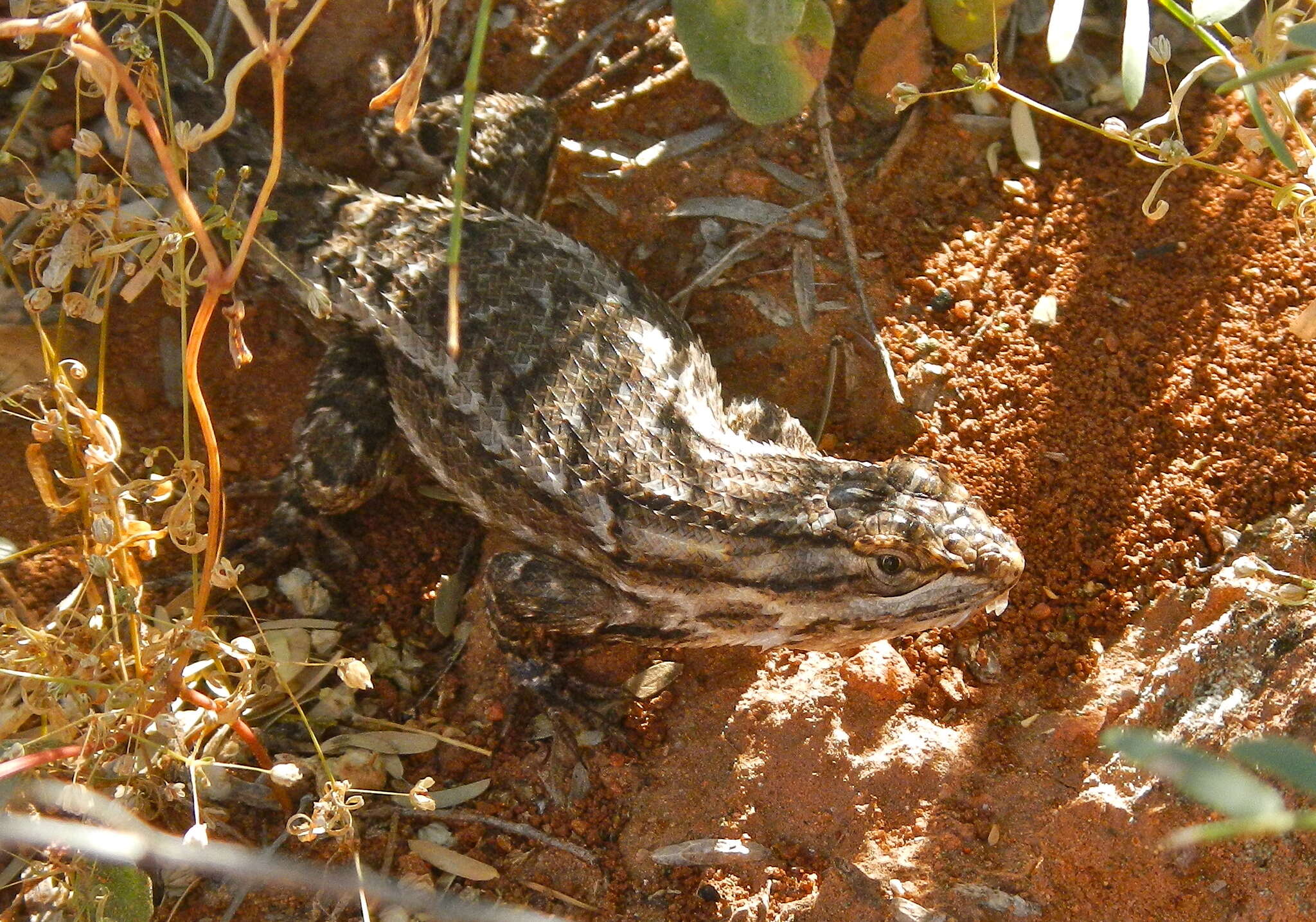 Image of Bell's spiny lizard