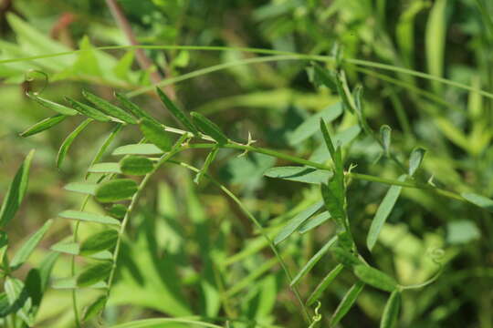 Image of Vicia popovii O. D. Nikif.