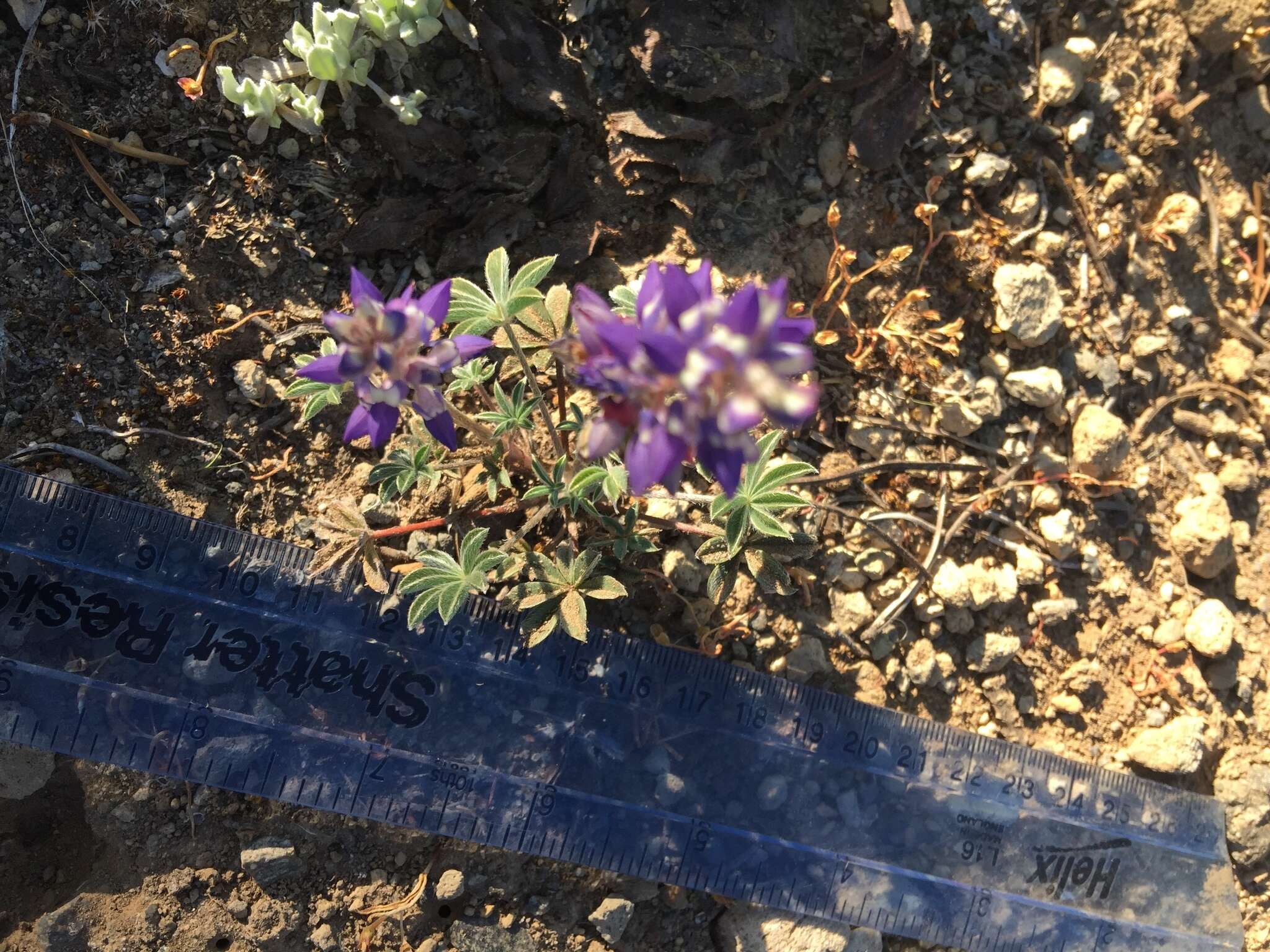 Image of Pacific lupine