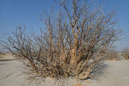 Image of Eastern sesame-bush