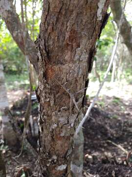 Image of Xylosma horrida Rose