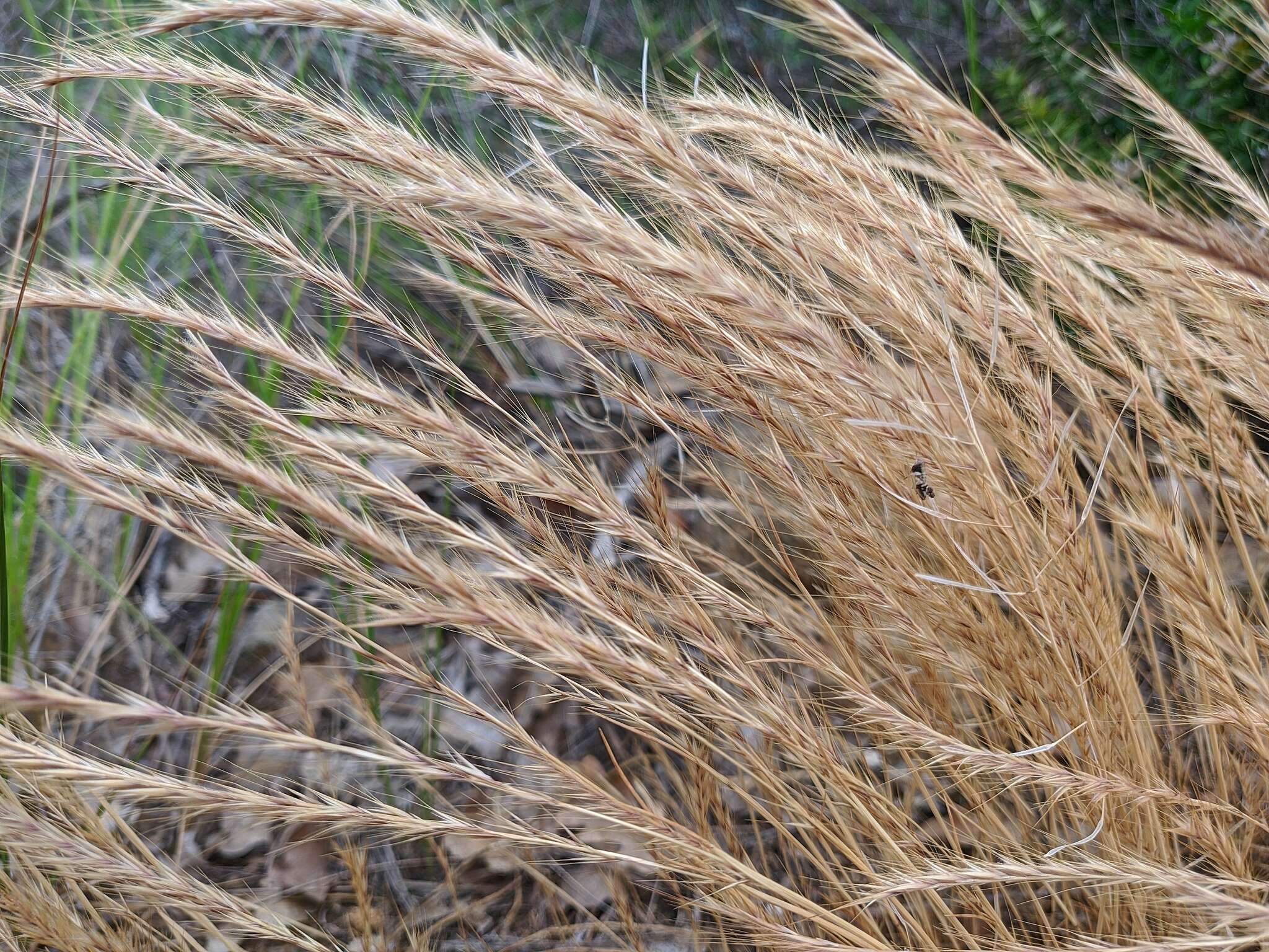 صورة Festuca subuliflora Scribn.