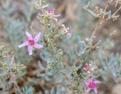 Image de Reaumuria alternifolia (Labill.) Britten