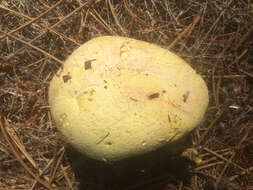 Image of Buchwaldoboletus sphaerocephalus (Barla) Watling & T. H. Li 2004