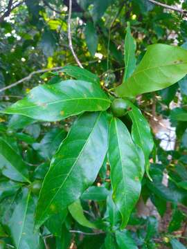 Image of Alibertia edulis (Rich.) A. Rich. ex DC.