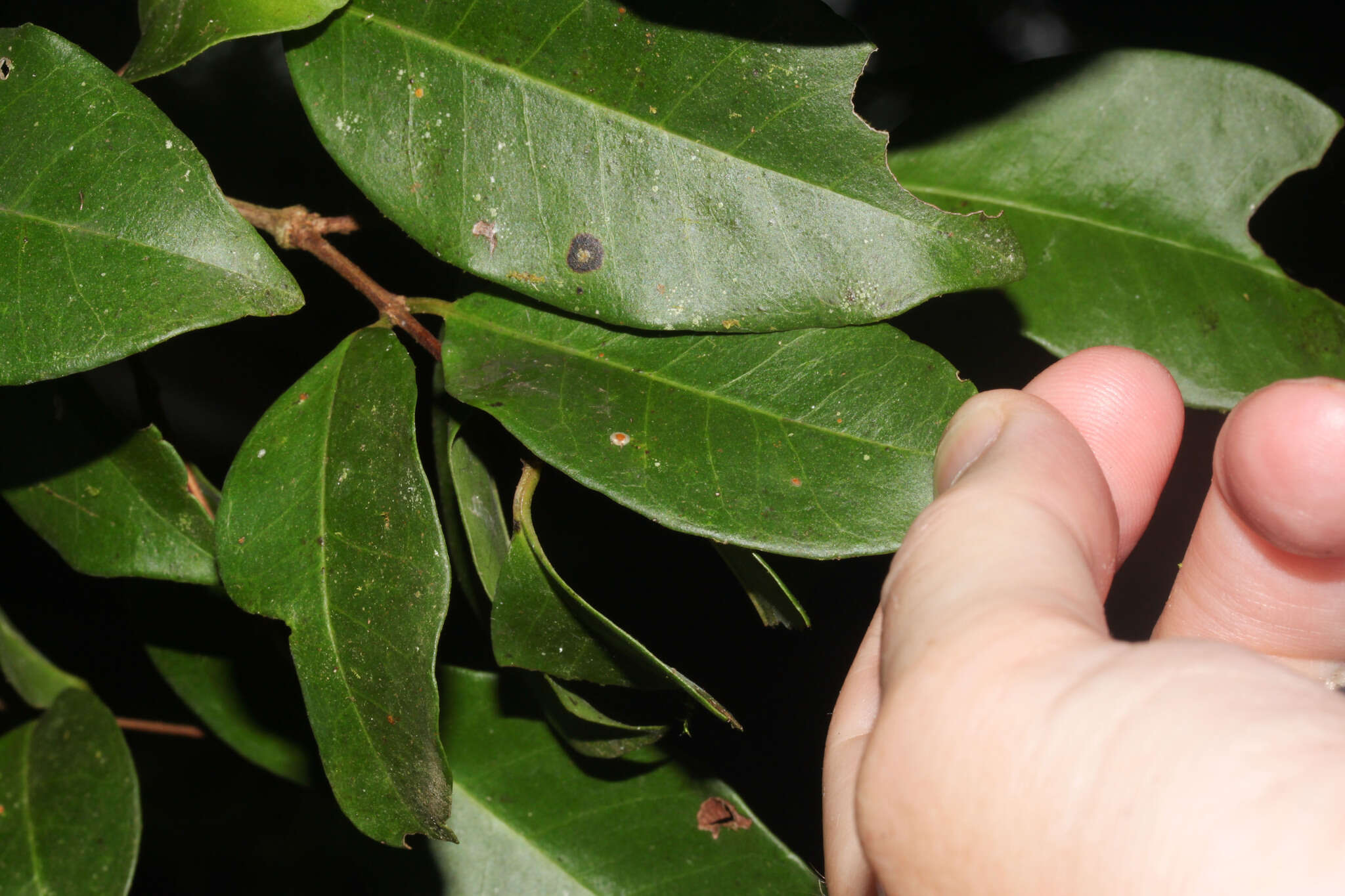 Image of wild guava