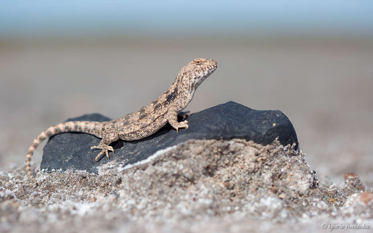 Image of Liolaemus lentus Gallardo 1966