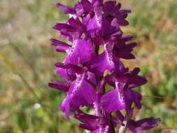 Image of Anacamptis alata (Fleury) H. Kretzschmar, Eccarius & H. Dietr.